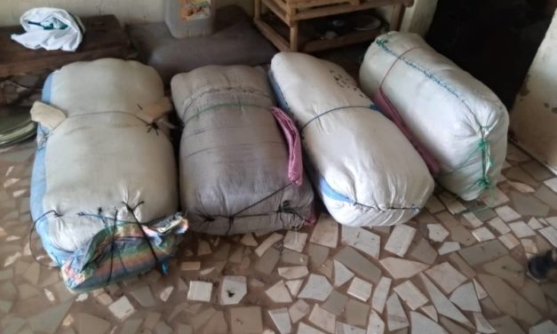 CROISADE CONTRE LE TRAFIC INTERNATIONAL DE STUPEFIANTS ET DE PRODUITS ILLICITES : La Brigade mobile des Douanes de Nioro a intercepté près de 100 kg de chanvre indien sur la berge du fleuve Saloum